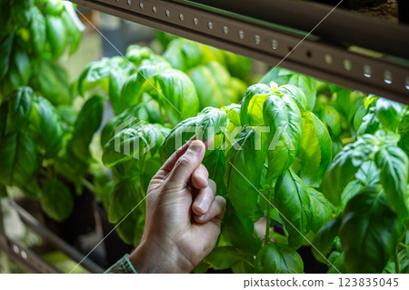 Hand of gardener or florist gently touches dense Genovese basil leaves growing in pots in phytolamps Hand of gardener or florist gently touches dense Genovese basil leaves growing in pots in phytolamps 123835045