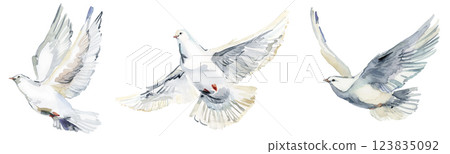 Watercolor set of white doves png.A symbol of weddings, religious events, etc.  123835092