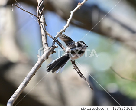 Enaga bird Enaga bird 123835161