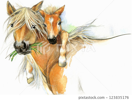 watercolor mare and foal on white. Beautiful hand painted illustration of two horses on the field. 123835176