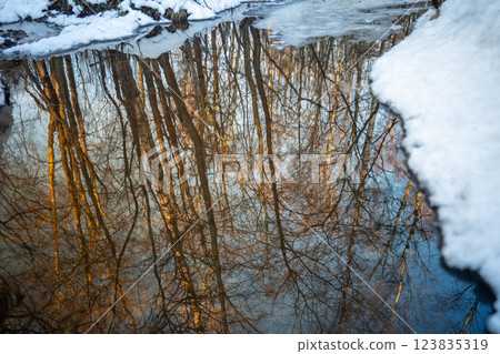 Spring in forest. Reflections in puddle of melted water in early March. Woods awakening after winter 123835319