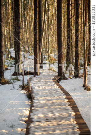 March snowmelt in forest, wooden eco trail in sunlight leading to thicket distance in early spring March snowmelt in forest, wooden eco trail in sunlight leading to thicket distance in early spring 123835335