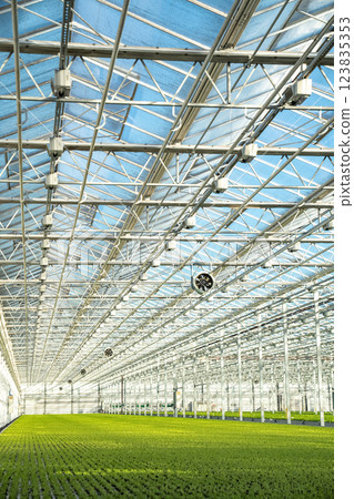 Growing Frillice lettuce in smart hothouse with automated irrigation system. Agriculture technology 123835353