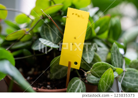 Fungus gnats stuck on yellow sticky trap. Flypaper for Sciaridae insect pests around houseplant 123835373
