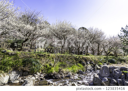 Atami Plum Garden is in full bloom Atami Plum Garden is in full bloom 123835416