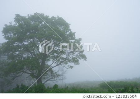 霧樹 123835504