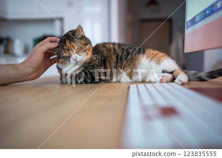 Lazy cat lying on desk next to computer keyboard, man strokes ear . Person petting sleepy fat pet 123835555