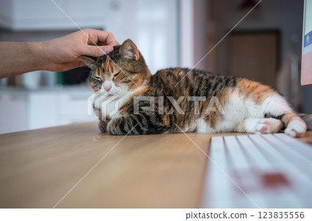 Fluffy cat finds cozy place on table next to computer. Pet trying sleep near owner working online. 123835556