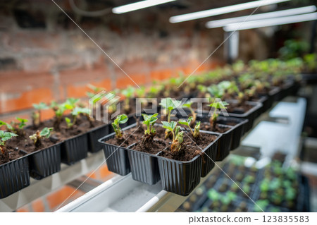 Growing strawberries. Pots of seedlings in row prepared before planting in greenhouse and for sale Growing strawberries. Pots of seedlings in row prepared before planting in greenhouse and for sale 123835583