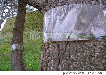 Plastic protective belt on trees in Vigo Spain to protect against insects and pests. Concept of caring for nature 123835586