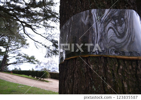 Plastic protective belt on trees in Vigo Spain to protect against insects and pests. Concept of caring for nature Plastic protective belt on trees in Vigo Spain to protect against insects and pests. Concept of caring for nature 123835587