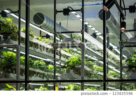 Year round strawberry farming in smart greenhouse, pots arranged neatly for optimal grow indoors Year round strawberry farming in smart greenhouse, pots arranged neatly for optimal grow indoors 123835596