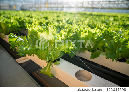 Hydroponics greenhouse hosts rows of lettuce in pots, ideal for sustainable grow. Soil free tech Hydroponics greenhouse hosts rows of lettuce in pots, ideal for sustainable grow. Soil free tech 123835598