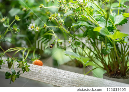 Bumblebee actively pollinates strawberry seedlings in soil pots in greenhouse. Berry cultivation Bumblebee actively pollinates strawberry seedlings in soil pots in greenhouse. Berry cultivation 123835605