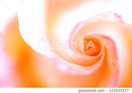 在玫瑰園看到的玫瑰花 123835877
