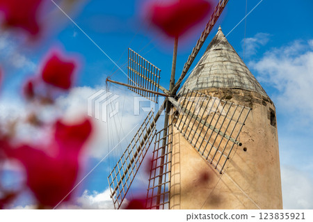 Historic windmill of Es Jonquet in old town of Palma de Mallorca surrounded by blooming Bougainvillea, Majorca, Mallorca, Balearic Islands, Spain 123835921