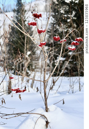 A red berry bush in the snow in the taiga in eastern Kazakhstan 123835968