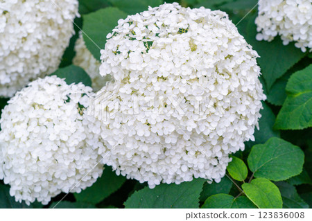 Hydrangea Flowers, Blooming White Hortensia, Hydrangea Paniculata Flower Closeup, Large Inflorescences 123836008
