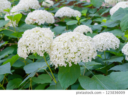 Hydrangea Flowers, Blooming White Hortensia, Hydrangea Paniculata Flower Closeup, Large Inflorescences 123836009