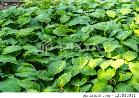 Hosta Flowers and Leaves Macro, Wet Hostas Leaf Nature Pattern, Funkia, Big Daddy Leaves, Plantain Lilies, 123836011