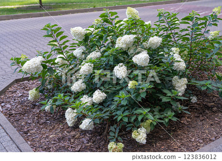 Hydrangea Flowers, Blooming White Hortensia, Hydrangea Paniculata Flower Closeup, Large Inflorescences 123836012