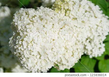 Hydrangea Flowers, Blooming White Hortensia, Hydrangea Paniculata Flower Closeup, Large Inflorescences Hydrangea Flowers, Blooming White Hortensia, Hydrangea Paniculata Flower Closeup, Large Inflorescences 123836014