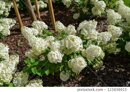 Hydrangea Flowers, Blooming White Hortensia, Hydrangea Paniculata Flower Closeup, Large Inflorescences 123836015