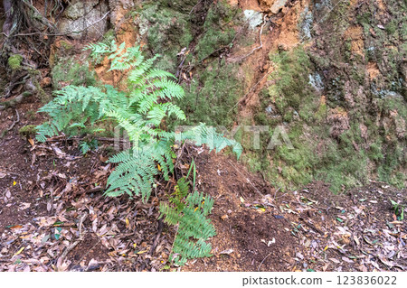 Laurel Park rural de Anaga, Tenerife lush greenery, walking paths, recreational area, local flora public park 123836022