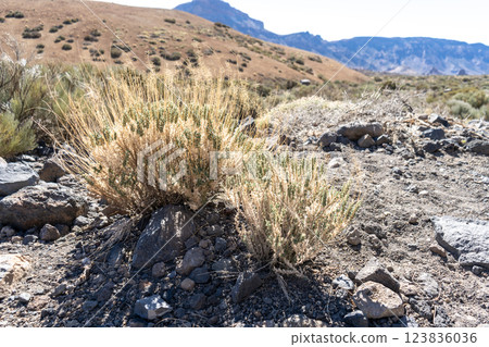 Lava Fields, Pumice Volcano Stones Texture, Volcanic Pumice Pattern, Pieces of Lava, Basalt Extrusive Igneous Rock 123836036