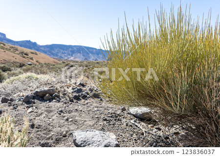 Lava Fields, Pumice Volcano Stones Texture, Volcanic Pumice Pattern, Pieces of Lava, Basalt Extrusive Igneous Rock Lava Fields, Pumice Volcano Stones Texture, Volcanic Pumice Pattern, Pieces of Lava, Basalt Extrusive Igneous Rock 123836037