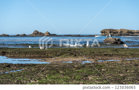 Seagull on ocean shore stone looking for food at low tide. Big yellow-legged gulls in Essaouira, natural beauty Seagull on ocean shore stone looking for food at low tide. Big yellow-legged gulls in Essaouira, natural beauty 123836065