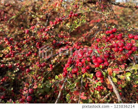 Pyracantha orange berries, firethorn decorative fruits, bright bush in autumn garden, red pyracantha Pyracantha orange berries, firethorn decorative fruits, bright bush in autumn garden, red pyracantha 123836214