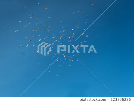large flock of seagulls soaring gracefully against a vast blue sky in dynamic flight large flock of seagulls soaring gracefully against a vast blue sky in dynamic flight 123836226