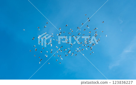 large flock of seagulls soaring gracefully against a vast blue sky in dynamic flight large flock of seagulls soaring gracefully against a vast blue sky in dynamic flight 123836227