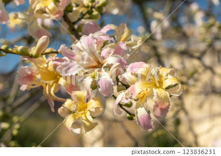 Exotic Ceiba speciosa silk floss tree flowers closeup 123836231