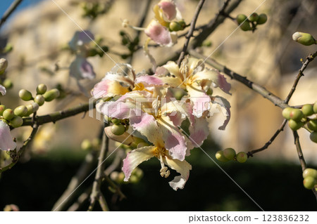 Exotic Ceiba speciosa silk floss tree flowers closeup 123836232