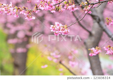 春天來了 123836314