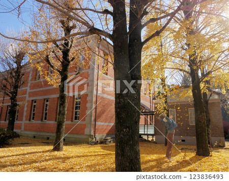 Fifth High School Memorial Museum: People playing among the autumn ginkgo leaves (Kumamoto City) 123836493
