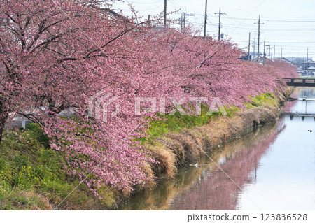 Kawazu cherry blossoms in Washinomiya Kawazu cherry blossoms in Washinomiya 123836528