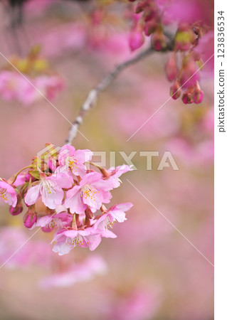 櫻花色 櫻花色 123836534