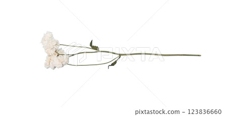 Delicate white dried macro flower herbarium vintage blooming against cut out transparent background, featuring slender stem and soft, graceful petals Delicate white dried macro flower herbarium vintage blooming against cut out transparent background, featuring slender stem and soft, graceful petals 123836660