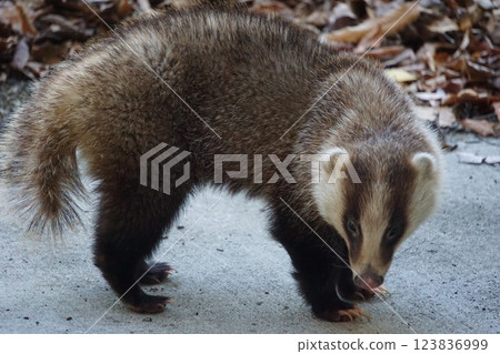 一隻獾用茫然的眼神看著你 123836999