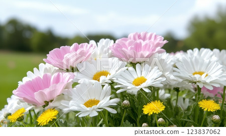 A beautiful close-up photo of pink and white daisies with yellow centers, along with dandelions, captured in a sunny outdoor environment. The flowers create a lively and fresh spring atmosphere. A beautiful close-up photo of pink and white daisies with yellow centers, along with dandelions, captured in a sunny outdoor environment. The flowers create a lively and fresh spring atmosphere. 123837062