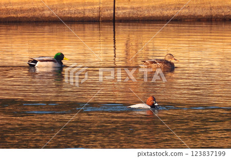 Three ducks swimming in a pond early in the morning 123837199