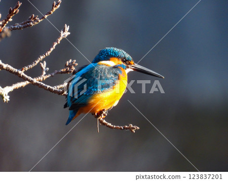 Male Kingfisher perching on a branch Male Kingfisher perching on a branch 123837201