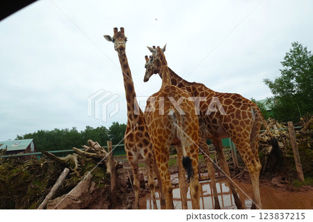 長頸鹿吃的食物 長頸鹿吃的食物 123837215