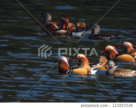 A flock of mandarin ducks swimming in a pond 123837226