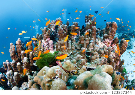 School of orange Lyretail Anthias or sea goldie swimming over pillar coral 123837344