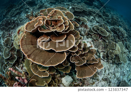 A large field of lettuce coral reef or cabbage leaf 123837347