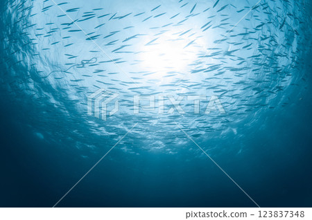 School of small barracuda in clear blue water of Andaman sea 123837348